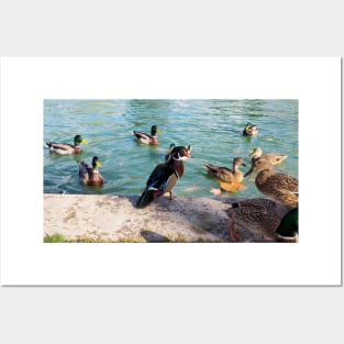 Angry Wood Duck Standing Next To A Pond With a Mallard Duck Flock Posters and Art